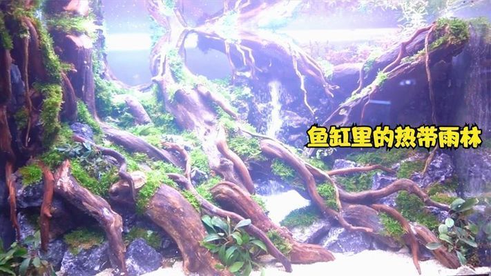 60厘米魚缸造景視頻：60厘米魚缸造景視頻教程 60厘米魚缸造景視頻：60厘米魚缸造景視頻教程 魚缸百科 第1張