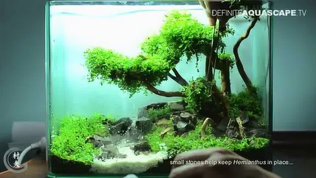 60厘米魚缸造景視頻：60厘米魚缸造景視頻教程 60厘米魚缸造景視頻：60厘米魚缸造景視頻教程 魚缸百科 第3張