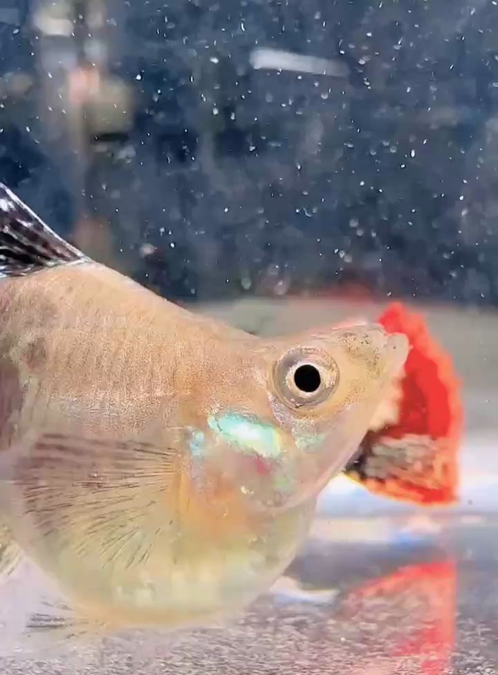 紅龍球體孔雀魚#孔雀魚#高端孔雀魚#稀有孔雀魚 紅龍球體孔雀魚#孔雀魚#高端孔雀魚#稀有孔雀魚 龍魚論壇