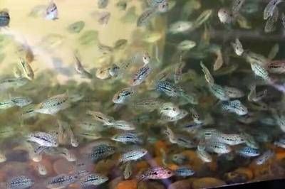 收人家送的魚是吉兆嗎?從民俗文化到心理象征的深度解析,收魚吉兆探秘,民俗寓意與心理象征的全方位解讀 龍魚百科 第3張 收人家送的魚是吉兆嗎?從民俗文化到心理象征的深度解析,收魚吉兆探秘,民俗寓意與心理象征的全方位解讀 收人家送的魚是吉兆嗎?從民俗文化到心理象征的深度解析,收魚吉兆探秘,民俗寓意與心理象征的全方位解讀 龍魚百科 第3張