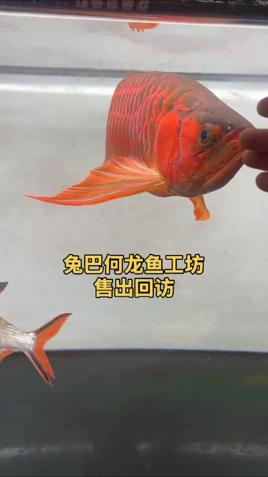 龍魚工坊售出回訪