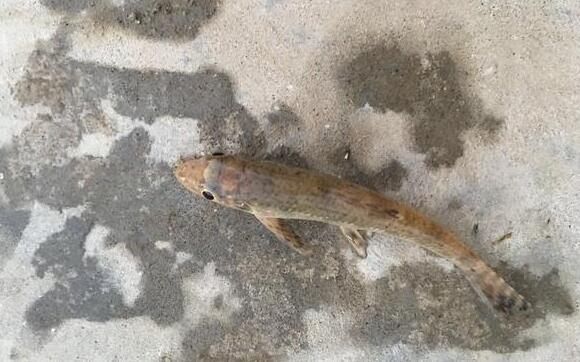 印尼虎魚繁殖環境布置要點，印尼虎魚的繁殖環境布置