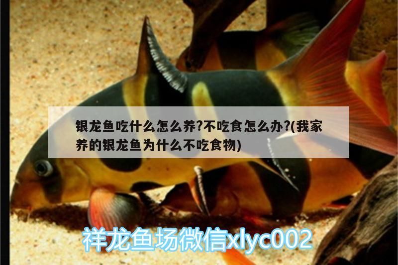 銀龍魚吃什么怎么養?不吃食怎么辦?(我家養的銀龍魚為什么不吃食物)