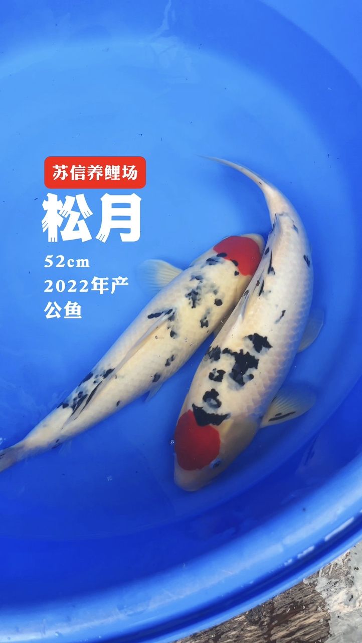 蘇信2歲單三錦鯉