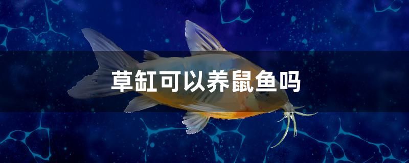我的虎魚真菌感染了要怎么處理 草缸可以養鼠魚嗎 九鼎魚缸 草缸可以養鼠魚嗎 草缸可以養鼠魚嗎 九鼎魚缸