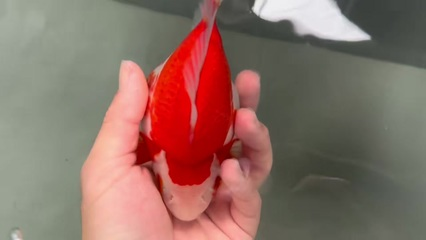 收到魚的人運氣好嗎?從文化象征到現實意義的探討,收到魚的人運氣好嗎?——解析魚的文化象征與現實寓意 龍魚百科 第3張 收到魚的人運氣好嗎?從文化象征到現實意義的探討,收到魚的人運氣好嗎?——解析魚的文化象征與現實寓意 收到魚的人運氣好嗎?從文化象征到現實意義的探討,收到魚的人運氣好嗎?——解析魚的文化象征與現實寓意 龍魚百科 第3張