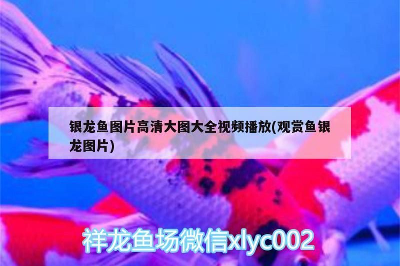 銀龍魚圖片高清大圖大全視頻播放(觀賞魚銀龍圖片)