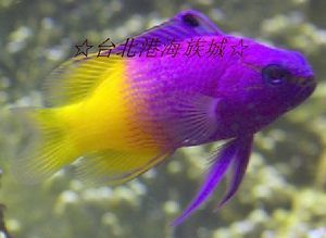 觀賞魚的店鋪名字怎么起好聽（如何給觀賞魚店鋪起名字？）