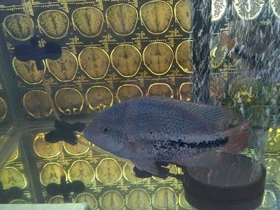 觀賞魚的店鋪名字怎么起好聽（如何給觀賞魚店鋪起名字？）