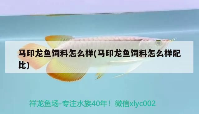 馬印龍魚飼料怎么樣(馬印龍魚飼料怎么樣配比) 馬印龍魚飼料怎么樣(馬印龍魚飼料怎么樣配比) 馬印水族