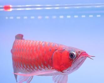 如何判斷金龍魚喜歡哪種餌料：如何判斷金龍魚最喜歡哪種餌料 如何判斷金龍魚喜歡哪種餌料：如何判斷金龍魚最喜歡哪種餌料 金龍魚百科 第2張
