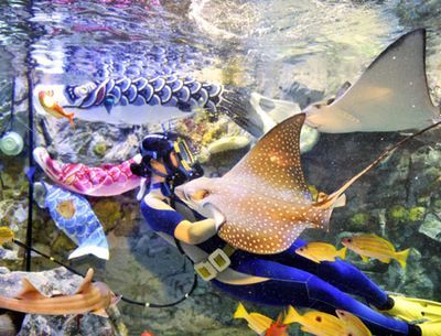 魟魚白色和黑色的區別是什么：魟魚白色和黑色的區別 魟魚白色和黑色的區別是什么：魟魚白色和黑色的區別 魟魚百科