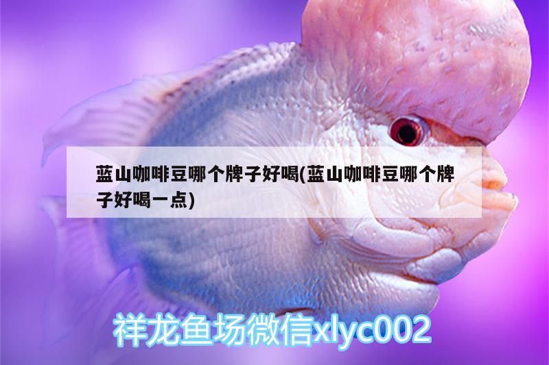 藍(lán)山咖啡豆哪個(gè)牌子好喝(藍(lán)山咖啡豆哪個(gè)牌子好喝一點(diǎn))
