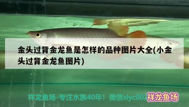 金頭過背金龍魚是怎樣的品種圖片大全(小金頭過背金龍魚圖片)