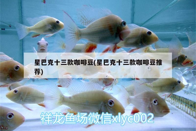 龍魚干蝦有營養嗎 星巴克十三款咖啡豆(星巴克十三款咖啡豆推薦) 馬來西亞咖啡 星巴克十三款咖啡豆(星巴克十三款咖啡豆推薦) 星巴克十三款咖啡豆(星巴克十三款咖啡豆推薦) 馬來西亞咖啡