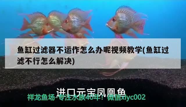 魚缸過濾器不運(yùn)作怎么辦呢視頻教學(xué)(魚缸過濾不行怎么解決) 魚缸過濾器不運(yùn)作怎么辦呢視頻教學(xué)(魚缸過濾不行怎么解決) 黃金貓魚百科