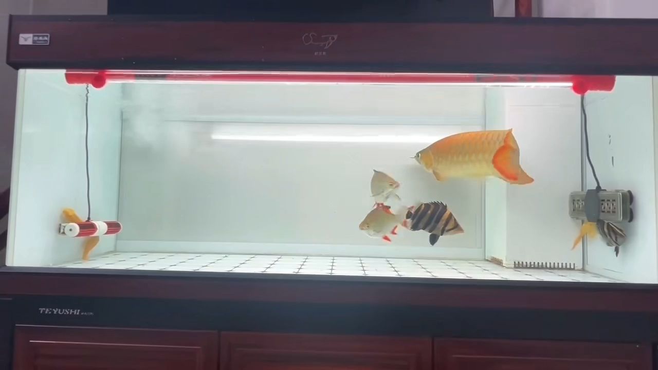 紅龍魚真的變紅了[ciya][ciya][ciya] 紅龍魚真的變紅了[ciya][ciya][ciya] 龍魚論壇