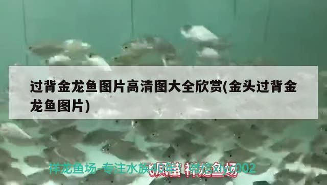 過背金龍魚圖片高清圖大全欣賞(金頭過背金龍魚圖片) 過背金龍魚圖片高清圖大全欣賞(金頭過背金龍魚圖片) 金龍魚百科