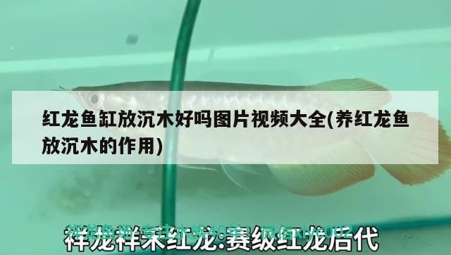 紅龍魚缸放沉木好嗎圖片視頻大全(養紅龍魚放沉木的作用)