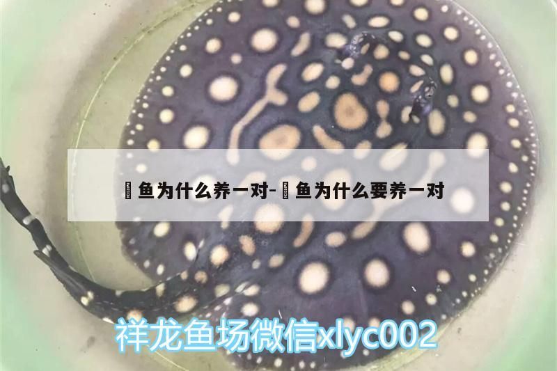 魟魚為什么養一對:魟魚為什么要養一對