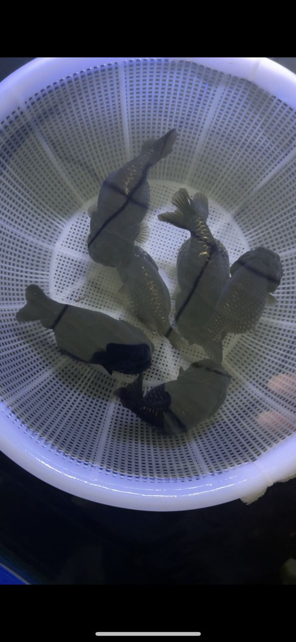 亞成黑壽喜歡有喜歡的嗎