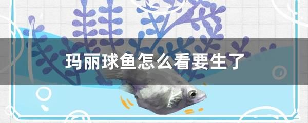 世界十大頂級最貴的魚，奢華與珍稀的象征，揭秘全球十大天價魚，奢華與珍稀的終極象征 世界十大頂級最貴的魚，奢華與珍稀的象征，揭秘全球十大天價魚，奢華與珍稀的終極象征 龍魚百科 第3張