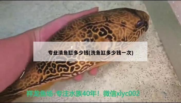 龍魚魚缸哪個牌子好一點耐用，龍魚魚缸品牌口碑對比