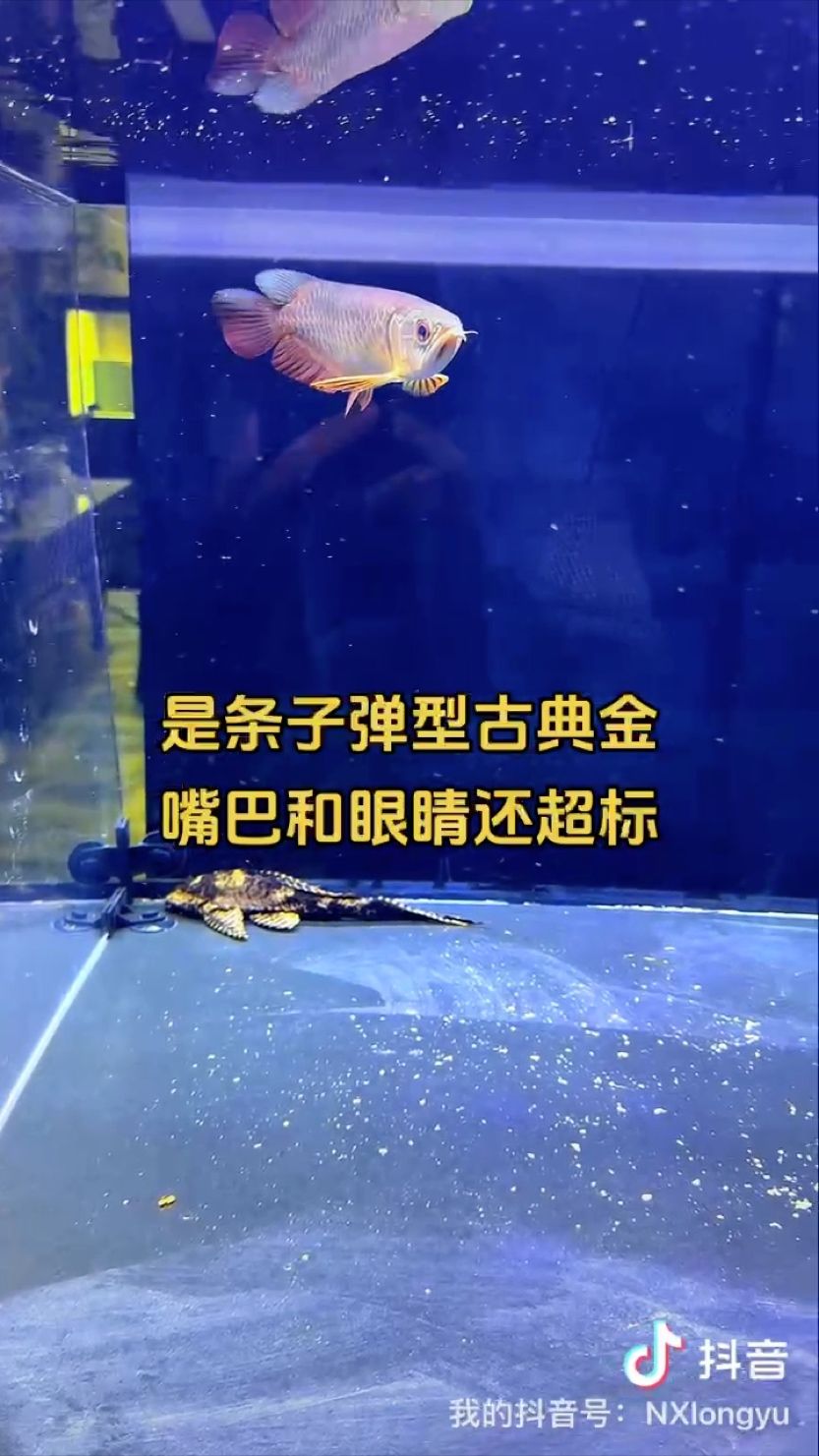 小魚這么超標