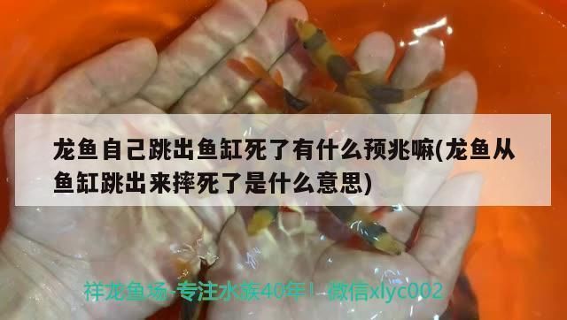 龍魚摔了一下會死嗎vs祥龍魚場：龍魚摔了一下會死嗎？ 龍魚摔了一下會死嗎vs祥龍魚場：龍魚摔了一下會死嗎？ vs祥龍魚場 第4張