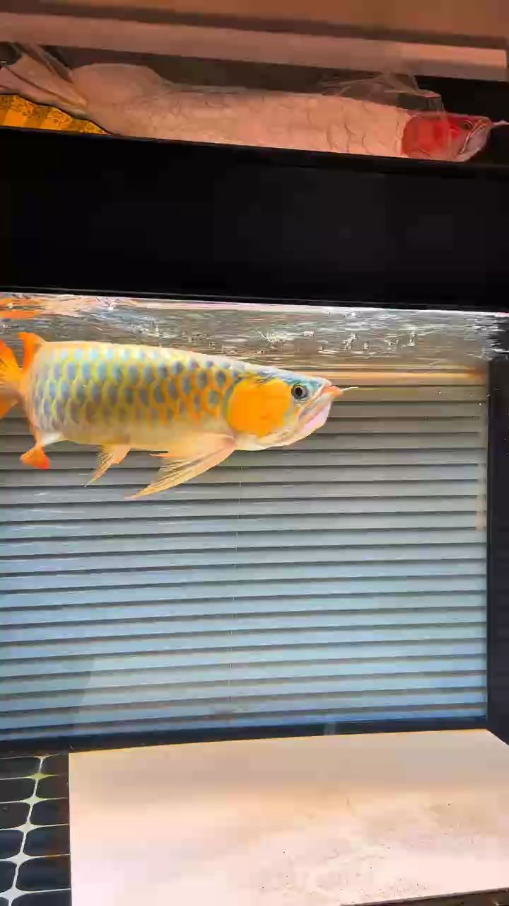 翻腮操作后第一餐 翻腮操作后第一餐 龍魚論壇
