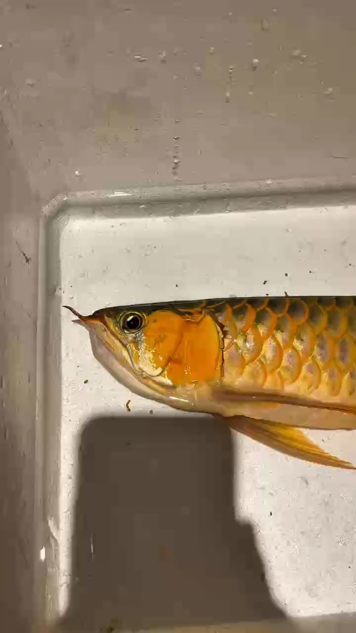 魚缸用增氧泵價格是多少:魚缸增氧機-xtrac增氧機-xtrac增氧機 翻腮動手 龍魚論壇 翻腮動手 翻腮動手 龍魚論壇
