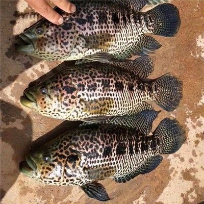 識別魚的軟件，科技助力垂釣與海洋探索的新利器，智能識魚軟件，垂釣與海洋探索的科技新助手 識別魚的軟件，科技助力垂釣與海洋探索的新利器，智能識魚軟件，垂釣與海洋探索的科技新助手 龍魚百科 第3張