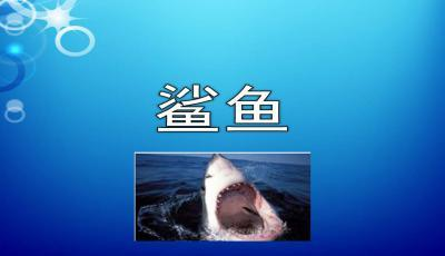 石魚不能隨便放家里，風(fēng)水禁忌與家居擺設(shè)的深層考量，石魚擺放有講究，揭秘家居風(fēng)水中的禁忌與智慧