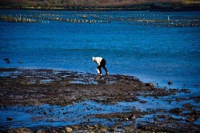 魟魚能放沙子里嗎為什么不能養：魟魚能放沙子嗎為什么不能養魟魚能放沙子嗎