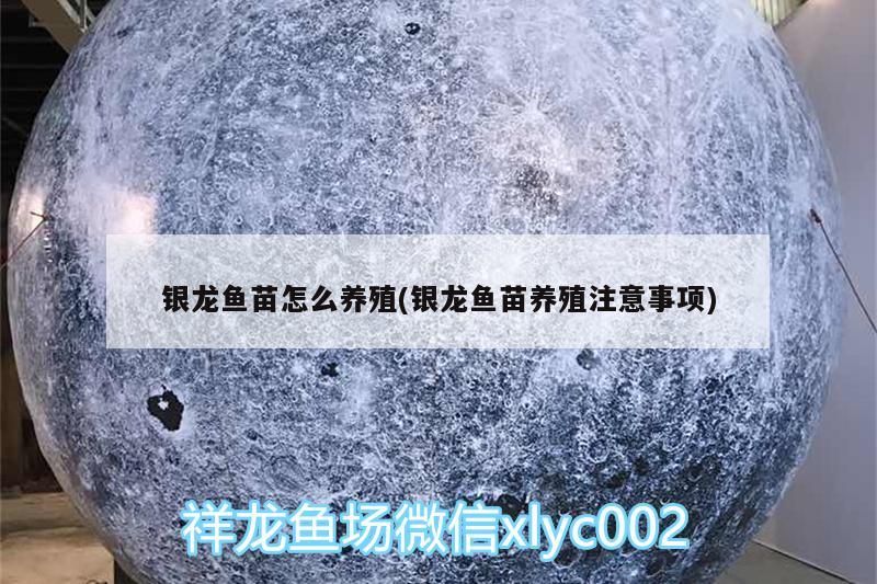 銀龍魚苗怎么養殖(銀龍魚苗養殖注意事項)