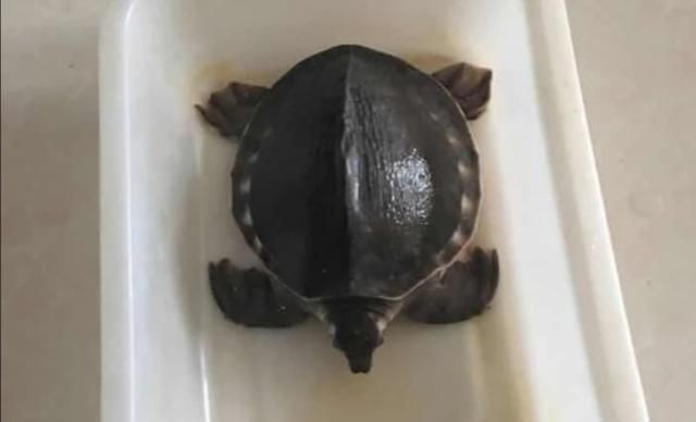 豬鼻龜 判刑：非法獵捕、殺害珍貴、瀕危野生動物，豬鼻龜是否可以被判刑 豬鼻龜 判刑：非法獵捕、殺害珍貴、瀕危野生動物，豬鼻龜是否可以被判刑 豬鼻龜百科 第5張
