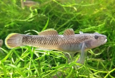 虎魚身上有白毛是什么魚：虎魚身上出現白毛是什么魚