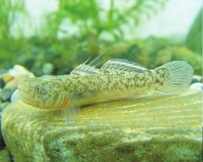 虎魚身上有白毛是什么魚：虎魚身上出現白毛是什么魚