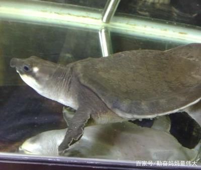 豬鼻龜身上爛了怎么辦：豬鼻龜爛甲腐皮怎么辦 豬鼻龜身上爛了怎么辦：豬鼻龜爛甲腐皮怎么辦 豬鼻龜百科 第5張
