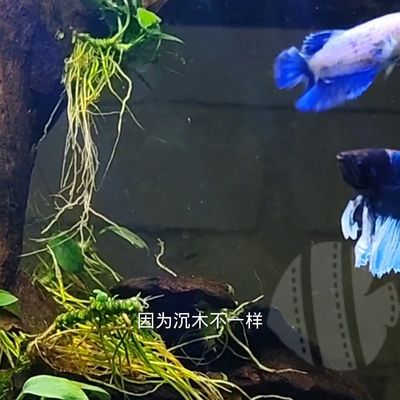 十一條魚風(fēng)水好不好？深度解析魚缸風(fēng)水與數(shù)字寓意，十一條魚風(fēng)水解析，魚缸數(shù)量與數(shù)字寓意全揭秘 十一條魚風(fēng)水好不好？深度解析魚缸風(fēng)水與數(shù)字寓意，十一條魚風(fēng)水解析，魚缸數(shù)量與數(shù)字寓意全揭秘 龍魚百科 第3張