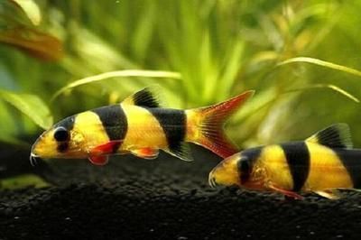 龍魚突然頭朝下尾巴朝上游 龍魚突然頭朝下尾巴朝上游 龍魚百科 第1張
