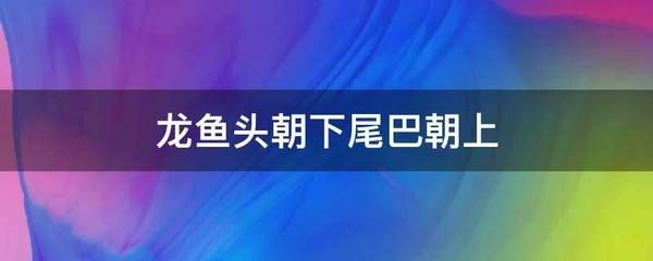 龍魚突然頭朝下尾巴朝上游 龍魚突然頭朝下尾巴朝上游 龍魚百科 第4張