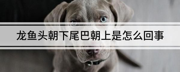 龍魚突然頭朝下尾巴朝上游 龍魚突然頭朝下尾巴朝上游 龍魚百科 第6張