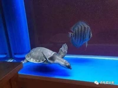 豬鼻龜涂紅霉素用擦嗎:紅霉素軟膏可以抹在龜頭上嗎 豬鼻龜百科 第3張 豬鼻龜涂紅霉素用擦嗎:紅霉素軟膏可以抹在龜頭上嗎 豬鼻龜涂紅霉素用擦嗎:紅霉素軟膏可以抹在龜頭上嗎 豬鼻龜百科 第3張