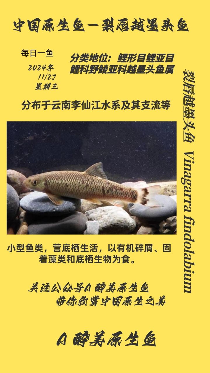 裂唇越墨頭魚 裂唇越墨頭魚 龍魚論壇