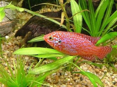 十間魚混養最佳搭配，打造和諧水族箱的終極指南，十間魚混養最佳搭配，打造和諧水族箱的終極指南