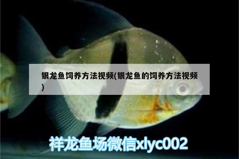 銀龍魚(yú)飼養(yǎng)方法視頻(銀龍魚(yú)的飼養(yǎng)方法視頻)