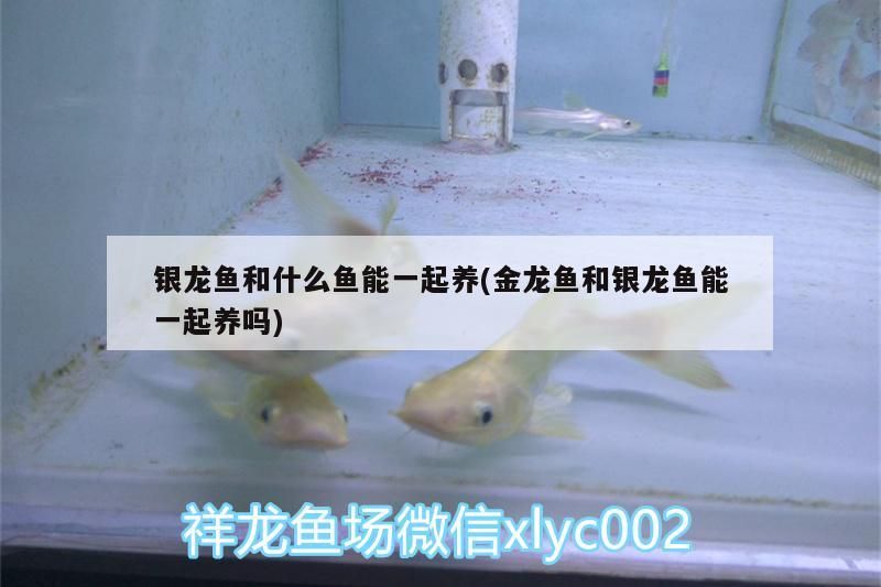 銀龍魚和什么魚能一起養(金龍魚和銀龍魚能一起養嗎) 銀龍魚百科 第2張 銀龍魚和什么魚能一起養(金龍魚和銀龍魚能一起養嗎) 銀龍魚和什么魚能一起養(金龍魚和銀龍魚能一起養嗎) 銀龍魚百科 第2張
