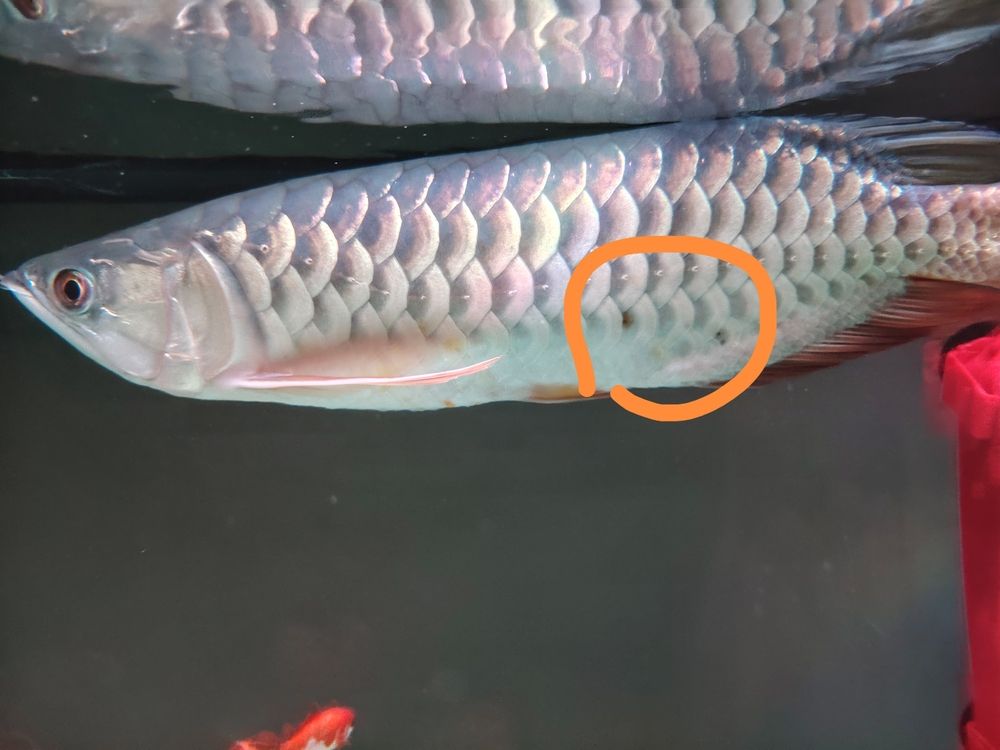 求醫生 求醫生 龍魚論壇 第1張