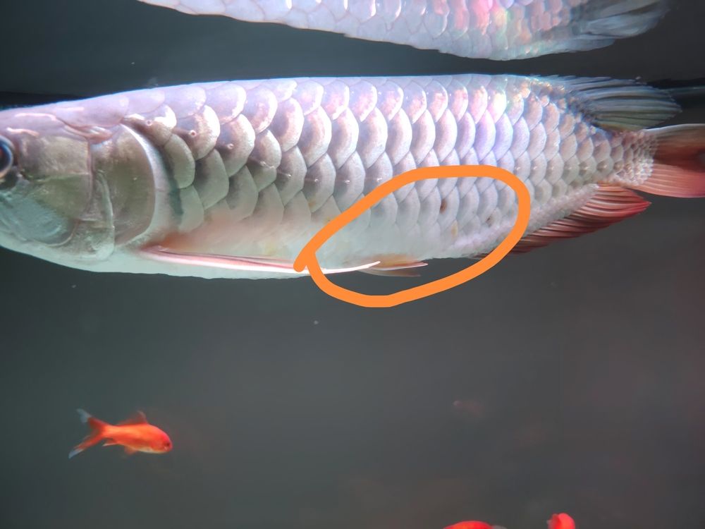 求醫生 求醫生 龍魚論壇 第2張